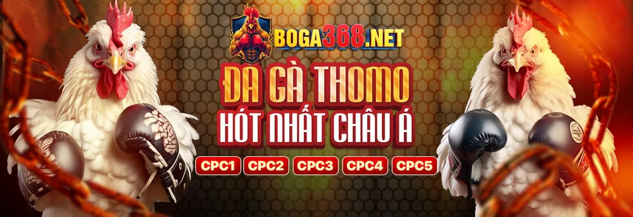 Đấu trường đá gà trực tuyến M33WIN kịch tính